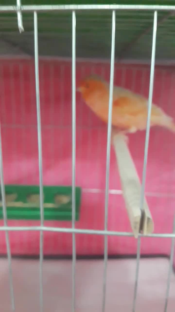 فروش انواع قناریهای مست مست درتنوع رنگ بالا|پرنده|بندر ماهشهر, |دیوار