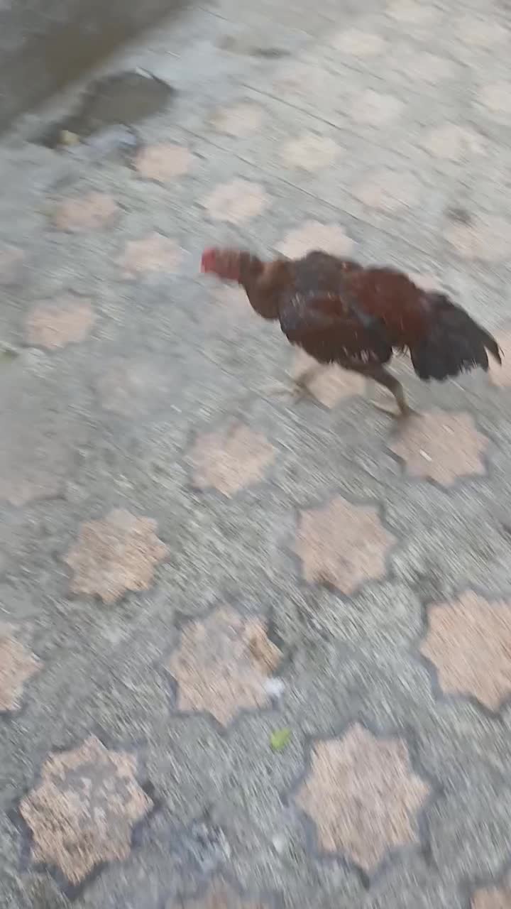 جوجه خروس مست|حیوانات مزرعه|بندرعباس, |دیوار