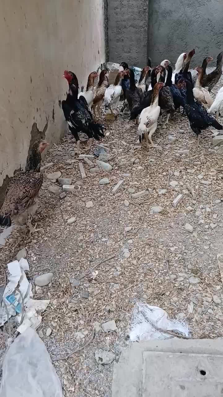 مرغ و خروس اوشامو شجره دار|حیوانات مزرعه|تهران, وردآورد|دیوار