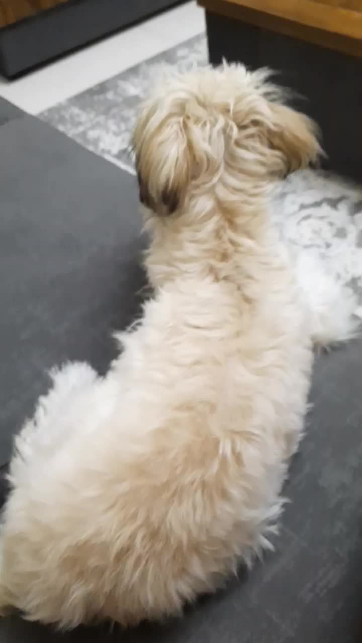 شیتزو واکسینه شده نر ۶ ماهه ب علت تنهایی واگذاری|سگ|شهریار, شهرک شاهد|دیوار