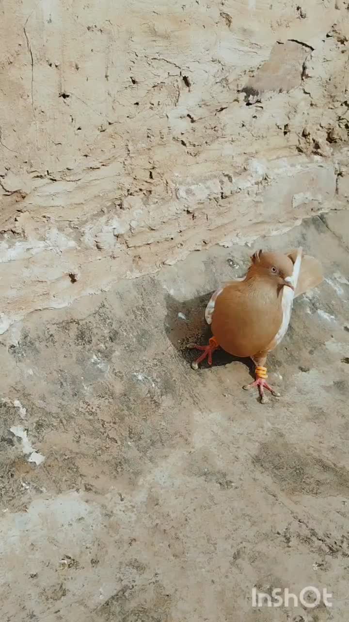 کبوتر|پرنده|تربت جام, میان جام|دیوار