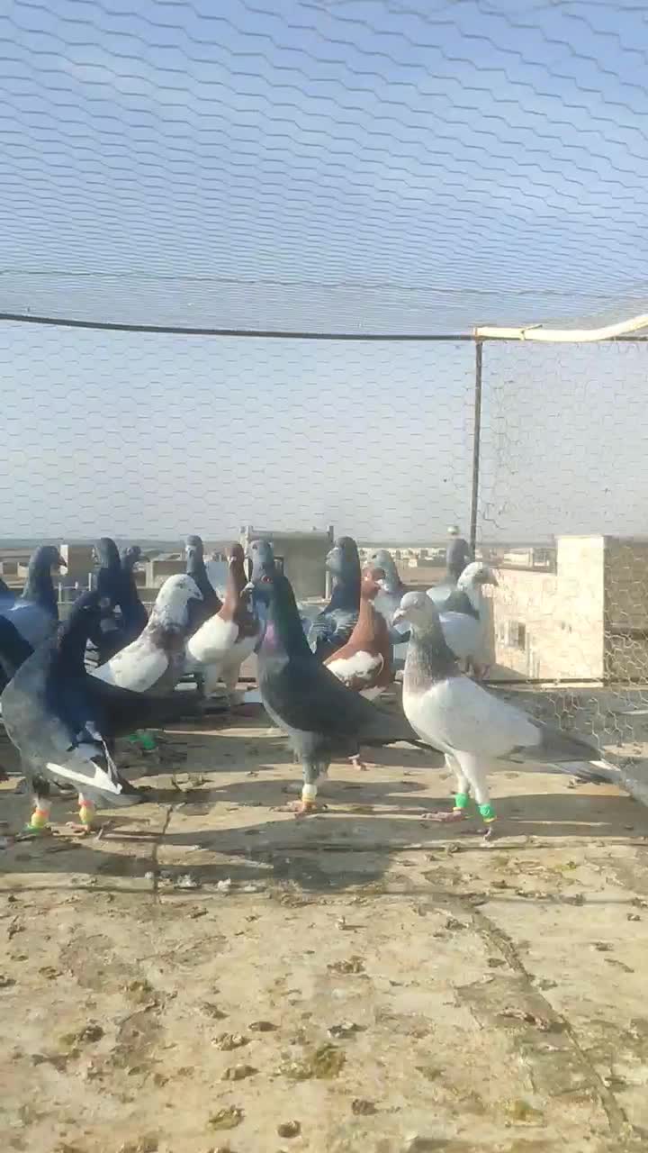 کفتر جنگده حریف کش 30عدد|پرنده|قزوین, |دیوار