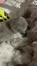 بچه گربه های اصیل ، نژاد خاصی از پرشین|گربه|لاهیجان, شیخ زاهد|دیوار