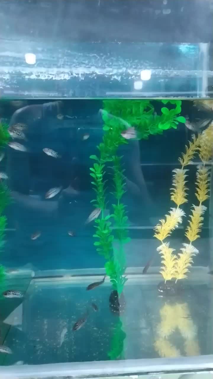 ماهی جوجه فلاور خوراک|ماهی|نیشابور, شهرک جانبازان|دیوار