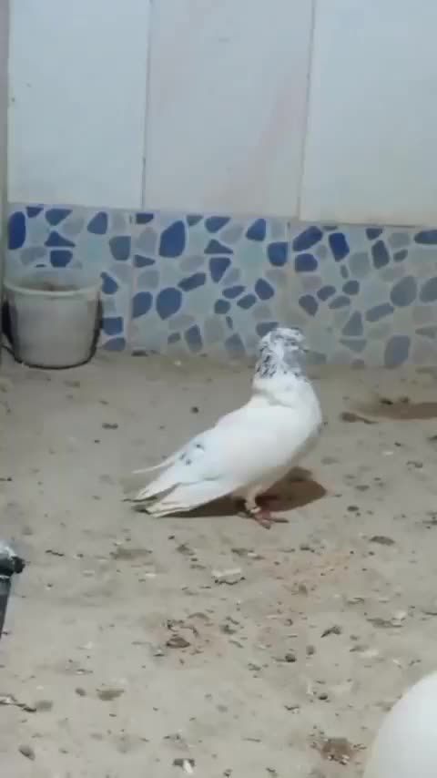 کفتر|پرنده|بستان آباد, |دیوار