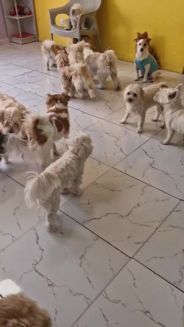 نیروی خدماتی در مهد و پانسیون سگهای نژاد کوچک|استخدام سرایداری و نظافت|تبریز, |دیوار