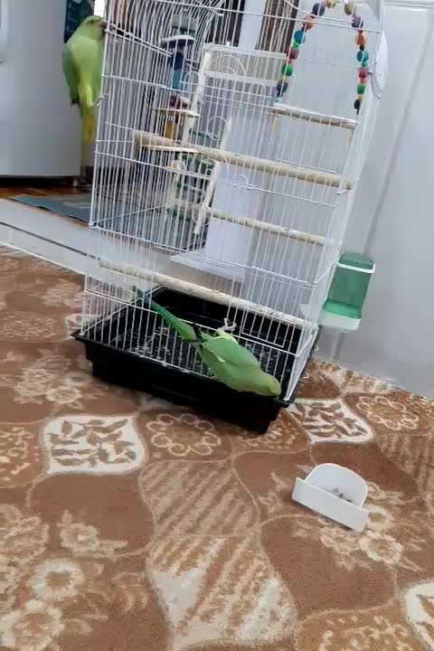 طوطی ملنگو|پرنده|آبادان, |دیوار