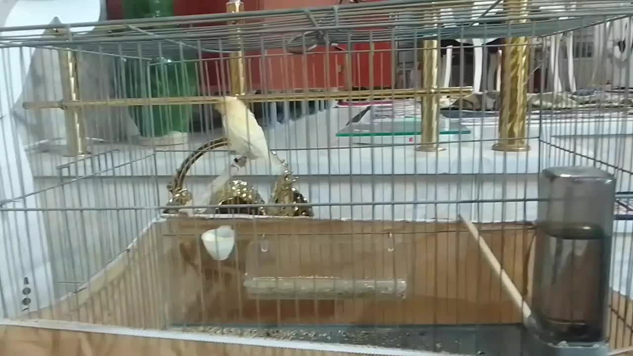 ماده موزائیکی|پرنده|قرچک, شهرک طلائیه|دیوار