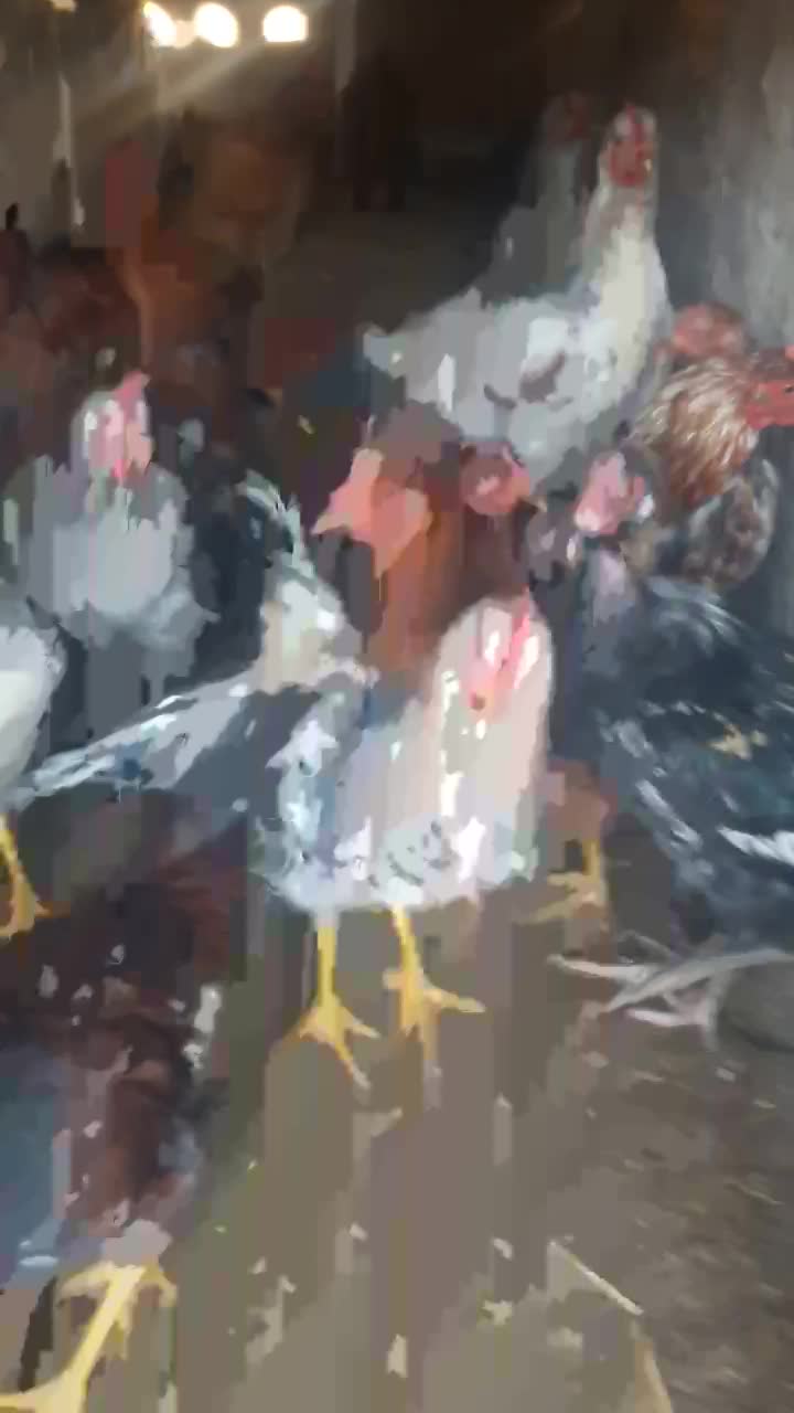 خروس جوان|حیوانات مزرعه|خوی, |دیوار