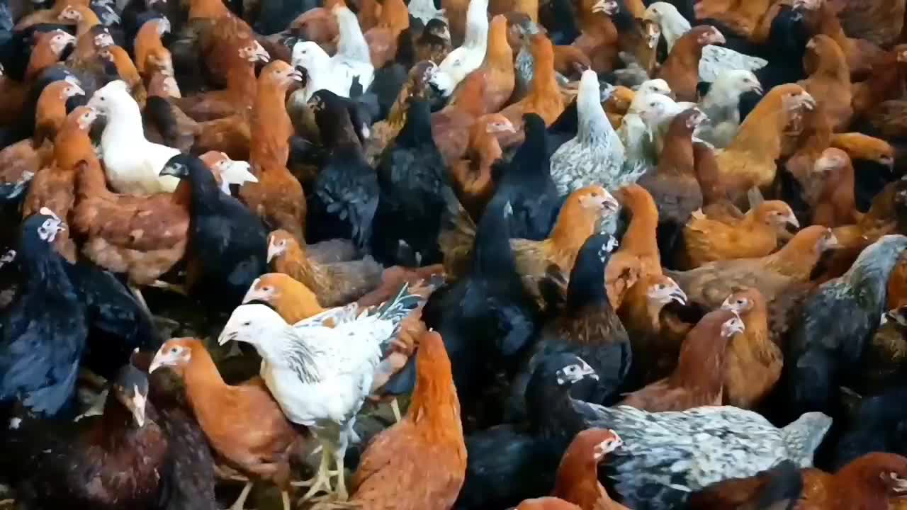 فروش ویژه مرغ جوان بومی گلپایگانی مخصوص تخمگذاری|حیوانات مزرعه|کاشان, خرمدشت|دیوار