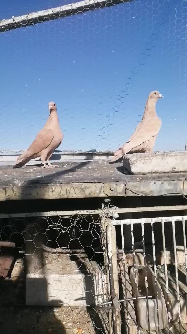 کفتر وکبوتر زرد کرمانی کل وکاکلی|پرنده|فردوس (خراسان), |دیوار