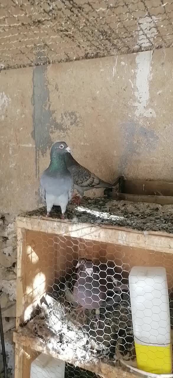 نرو ماده طاوسی|پرنده|برازجان, |دیوار