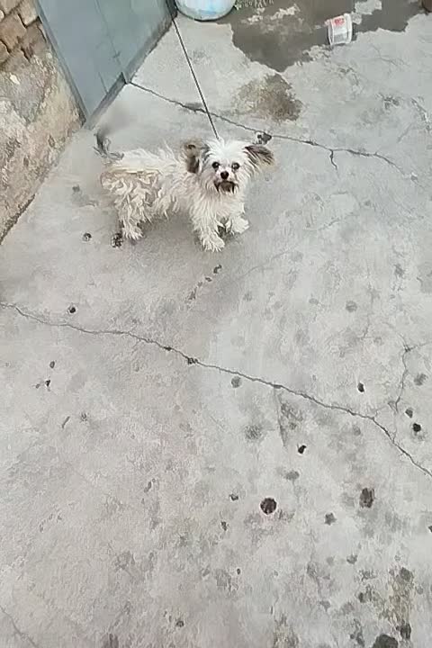 آروم و بازی گوش وباهوش|سگ|میاندوآب, |دیوار