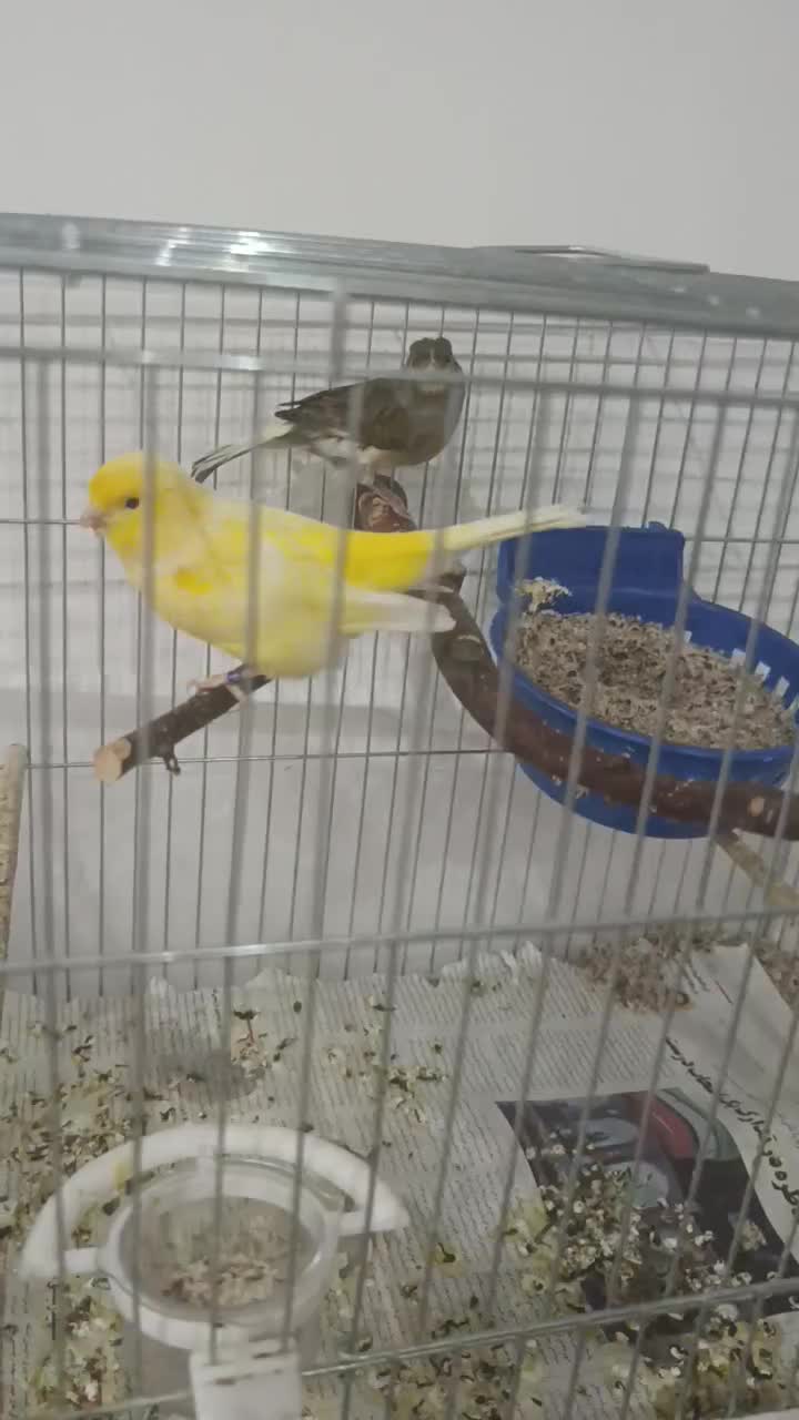 قناری مولد نرماده تخم دارن|پرنده|نقده, |دیوار