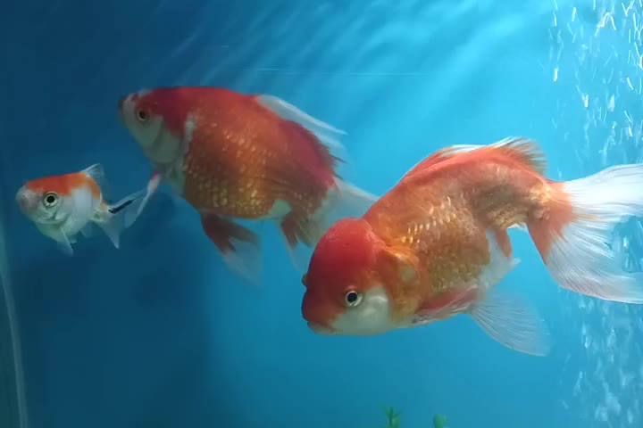 یک جفت ماهی گلد فیش|ماهی|کاشان, لتحر|دیوار