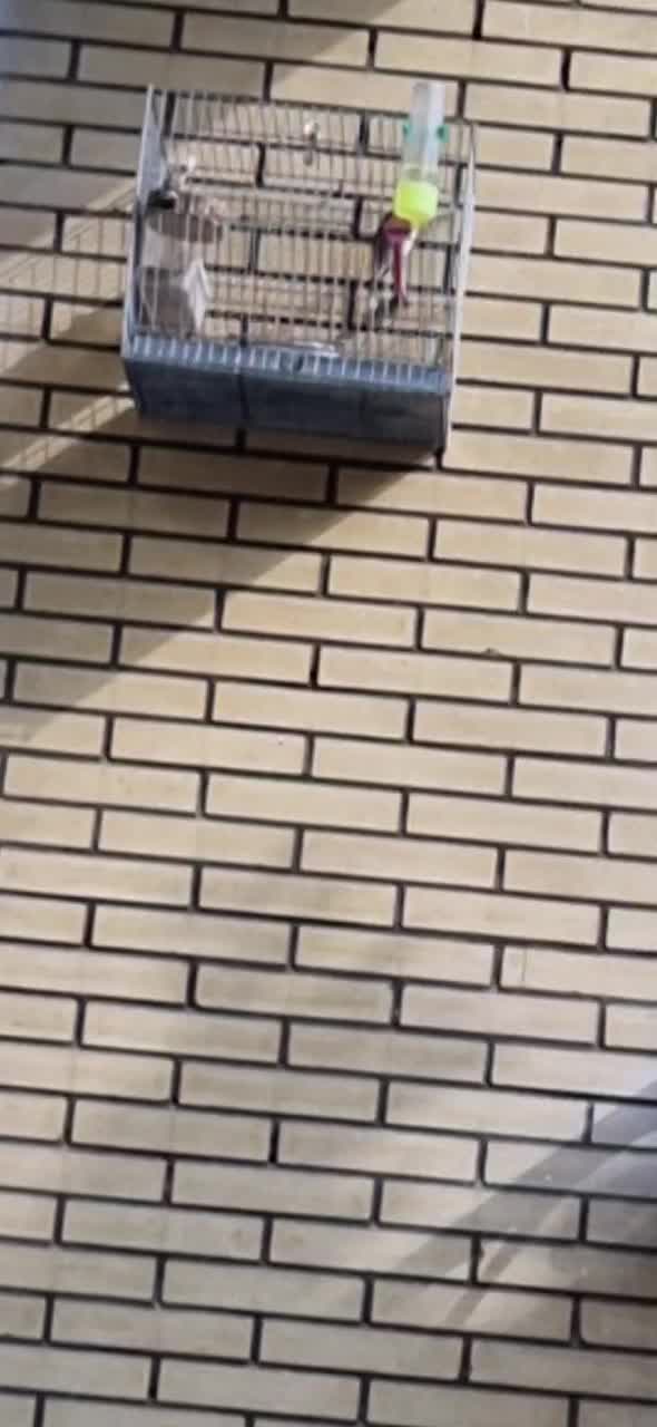 سهره قناری با قفس و تجهیزات|پرنده|اصفهان, دهنو|دیوار