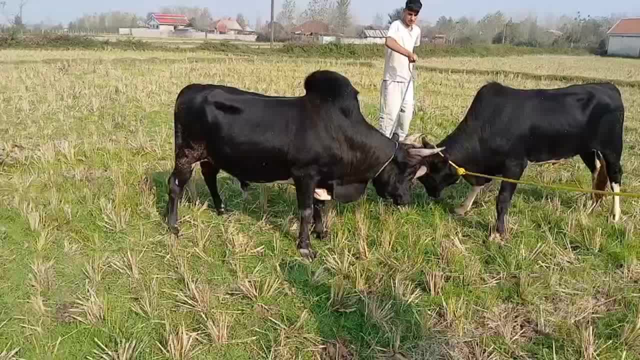 ورزاکوله خوشگل|حیوانات مزرعه|سنگر, |دیوار