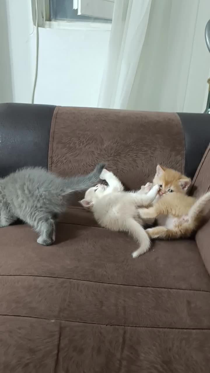 گربه.بریتیش اصیل|گربه|سقز, |دیوار