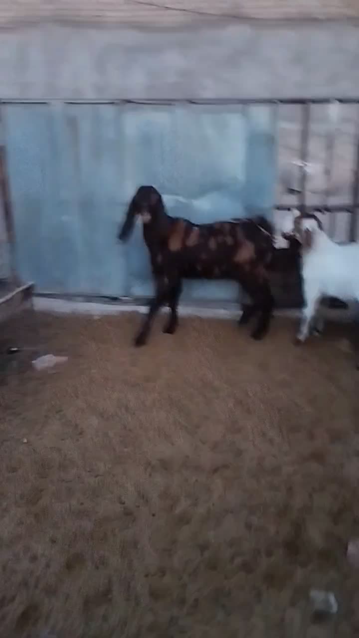 یک کولار پاکستانی اصل یک ساله آبستن بادوتا بزغاله|حیوانات مزرعه|ملک‌آباد, |دیوار