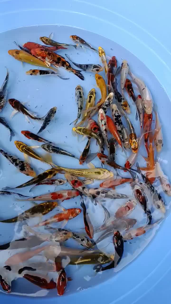 کوی چرم باله|ماهی|سنگر, |دیوار