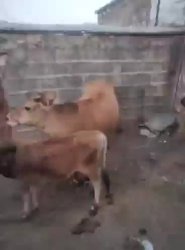 فروشی|حیوانات مزرعه|شاهو, |دیوار