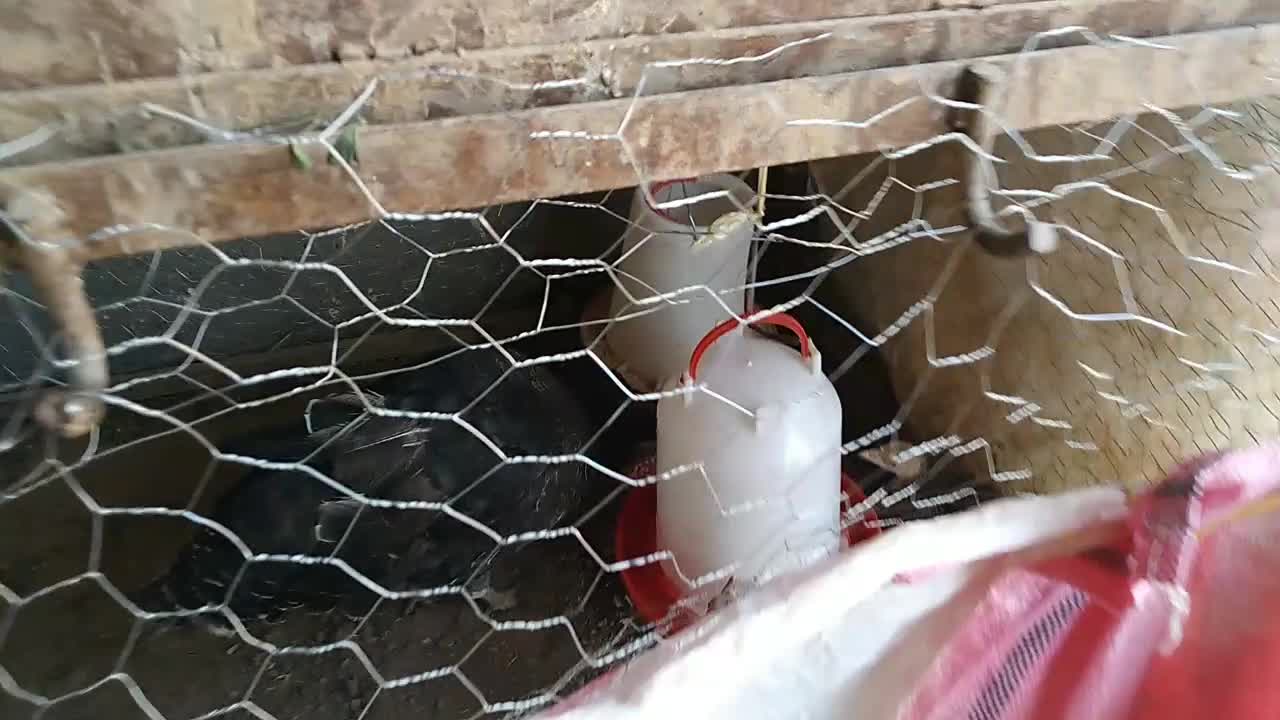 جوجه بوقلمون و مادرشان|حیوانات مزرعه|قیدار, |دیوار