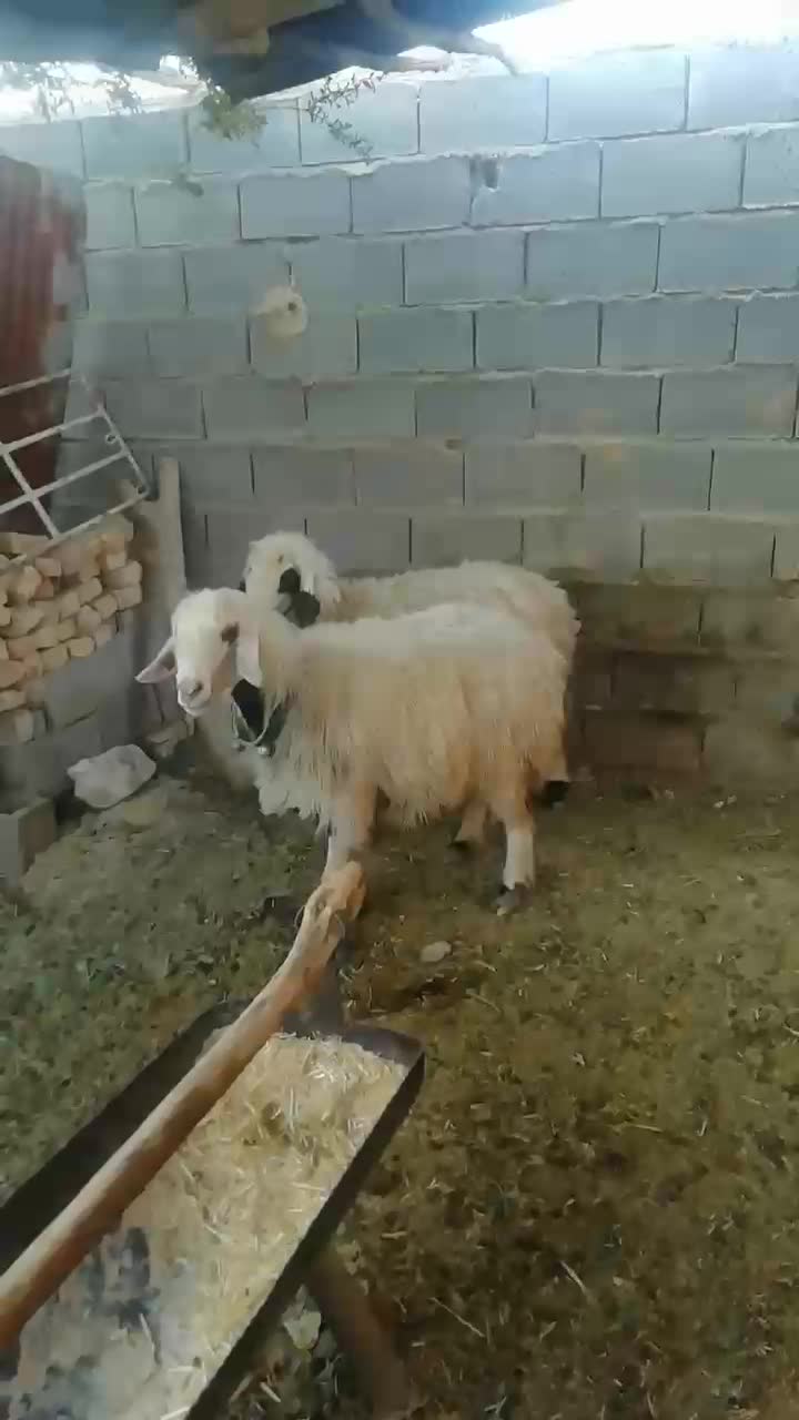 فروش میش بره کهره بز شیشک بختیاری شهر کردی|حیوانات مزرعه|کوار, |دیوار