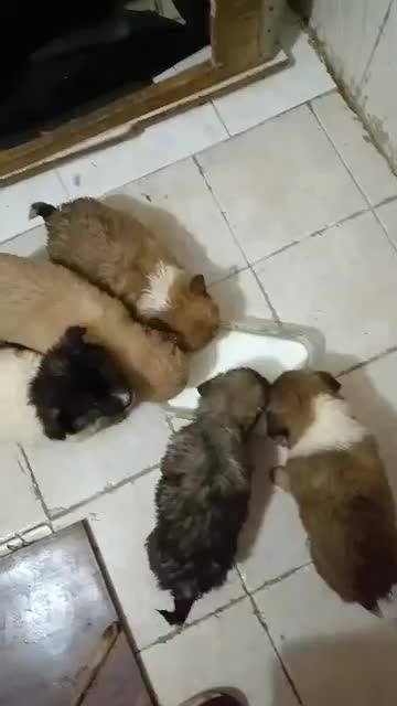 توله شیتزو|سگ|تهران, نازی‌آباد|دیوار