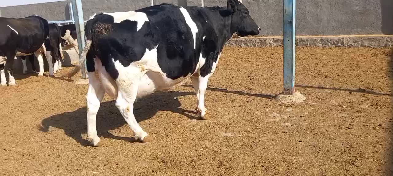 گاوشیری و تلیسه ابستن|حیوانات مزرعه|باشتین, |دیوار