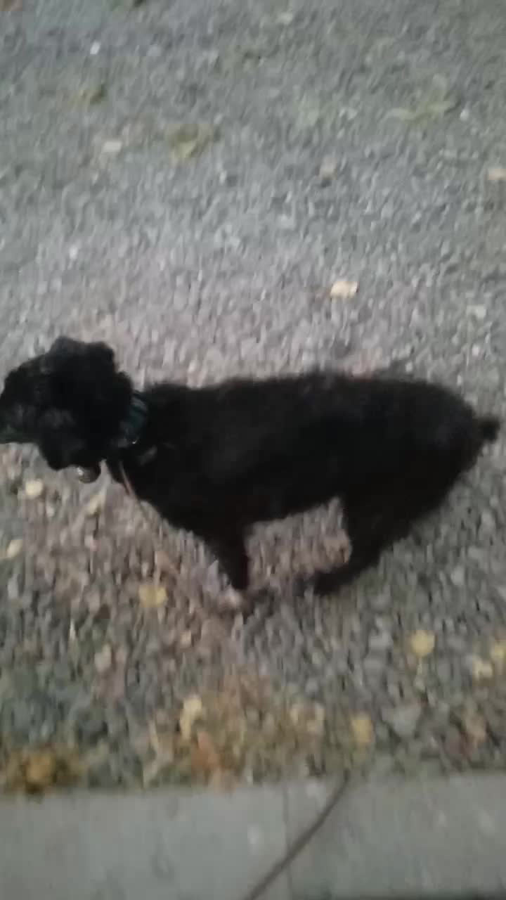 حیوانات خانگی|سگ|کرمانشاه, |دیوار