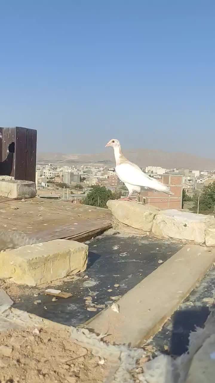 پنج عدد جوانه|پرنده|بجنورد, |دیوار