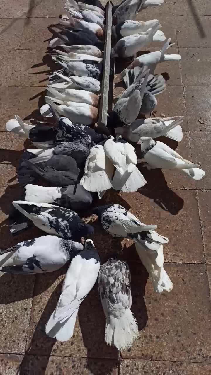 کبوتر|پرنده|خرم بید, |دیوار