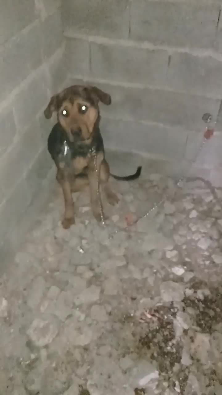 توله سگ روتوایلر نژاد دار ماده ۱۰ ماهه واکسن زده|سگ|خوش‌رودپی, |دیوار