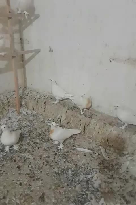 کفتر حندقی|پرنده|قم, تعویض پلاک|دیوار