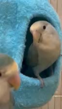 پرنده کوتوله برزیلی جفت|پرنده|مشهد, آزادشهر|دیوار