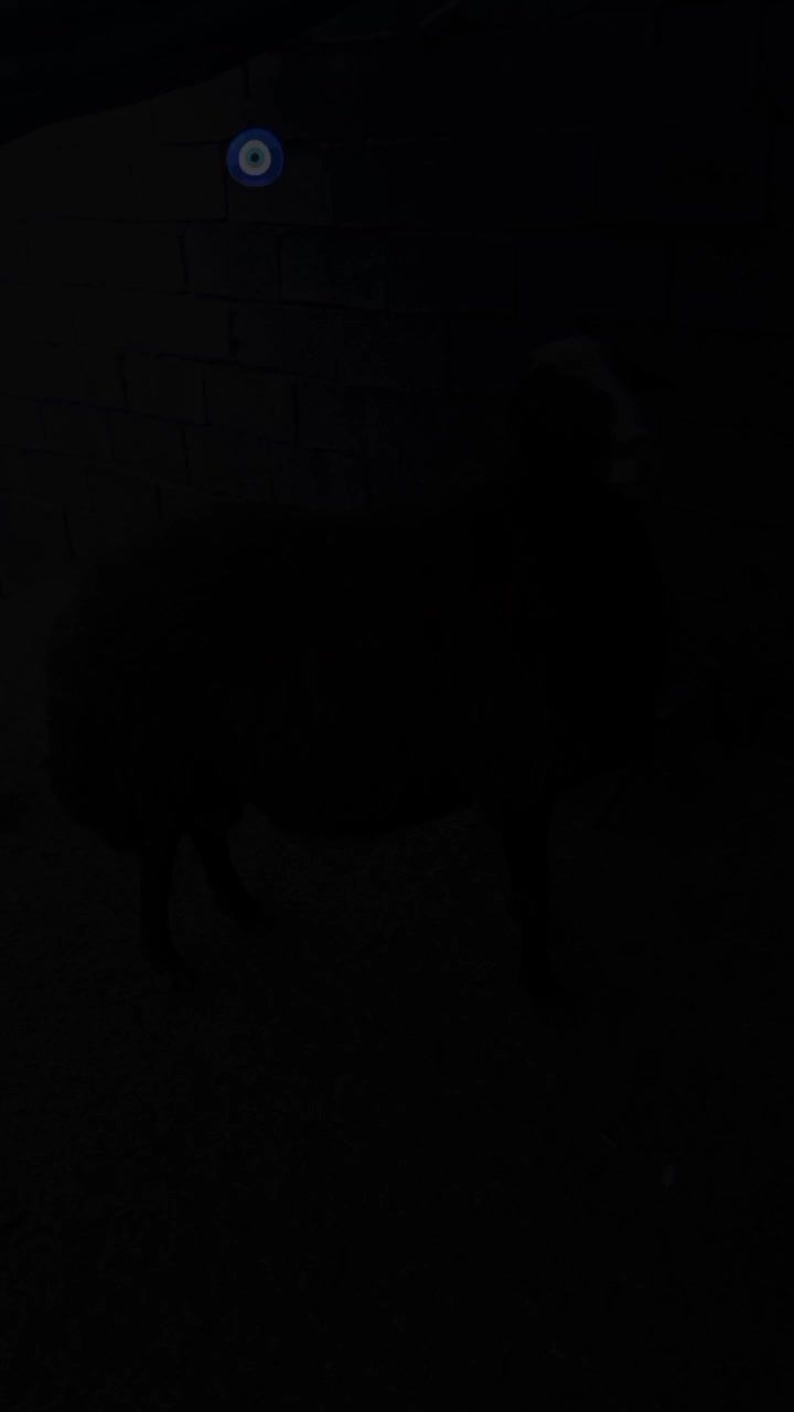 یه قوچ شرارتی|حیوانات مزرعه|زاغه, |دیوار