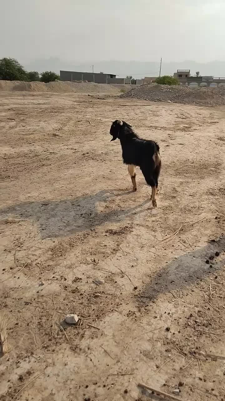 پازن|حیوانات مزرعه|وحدتیه, |دیوار