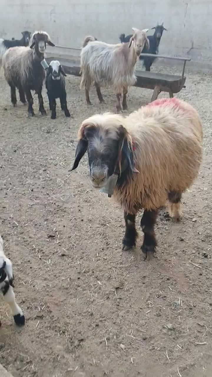 ۳میش بره داروقوچ و بز|حیوانات مزرعه|شیراز, علی آباد|دیوار