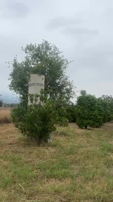 فروش باغ ۱۸ ساله با چاه اب در جاده قدیم کردکوی|فروش زمین و ملک کلنگی|گرگان, |دیوار
