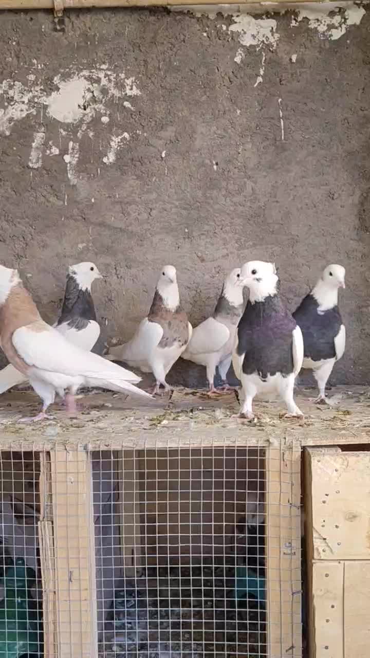 کبوتر|پرنده|بم, |دیوار