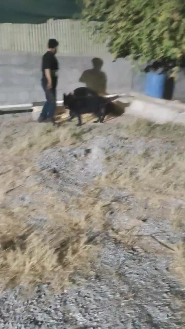 توله ژرمن شپرد|سگ|دزفول, |دیوار