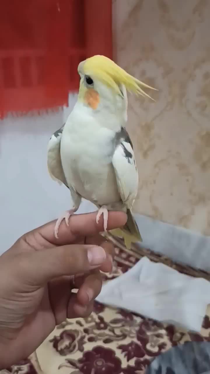 عروس هلندی ابلغ یا همان دوکت|پرنده|بردسکن, |دیوار