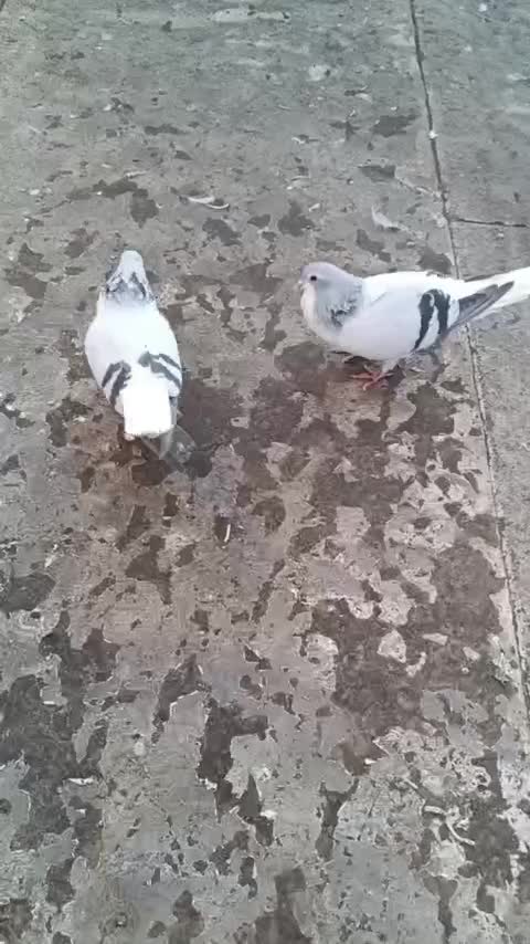 ساده سبز روشن|پرنده|تربت‌حیدریه, داروپخش|دیوار