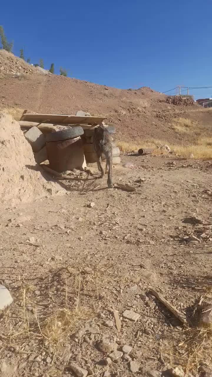 سگ گله|سگ|مود, |دیوار