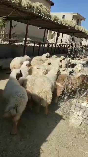 بره نر|حیوانات مزرعه|چرداول, |دیوار