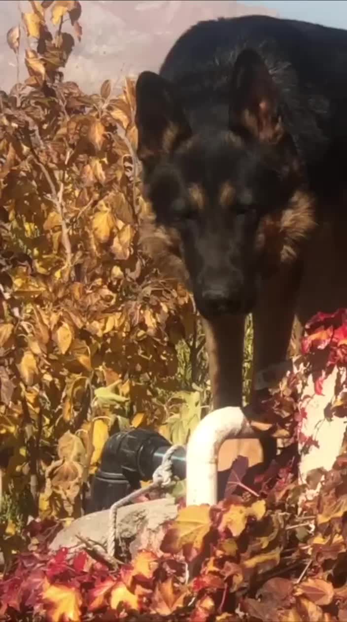 توله ژرمن شپرد پدر وارداتی با کیفیت نر و ماده|سگ|آبیک, |دیوار