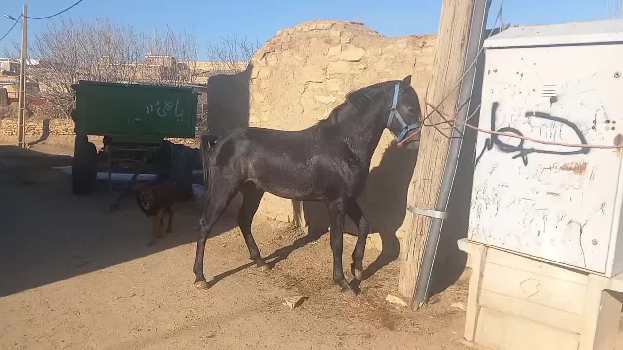 اسب|اسب و تجهیزات اسبسواری|همدان, |دیوار