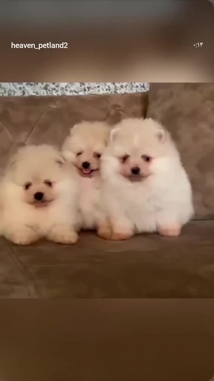 توله پامرانین خرسی اصیل|سگ|مشهد, حسینآباد|دیوار