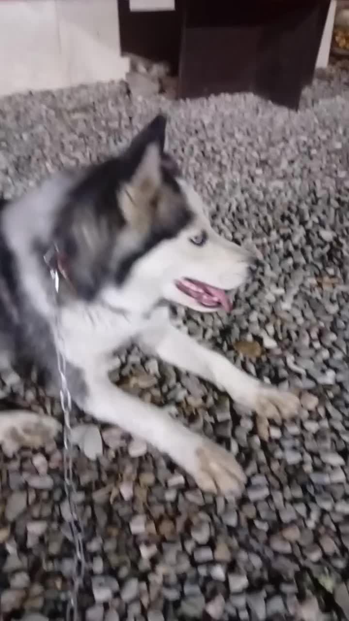 سگ هاسکی نر توله یک ساله معاوضه با گرینچیک|سگ|کهریزک, |دیوار