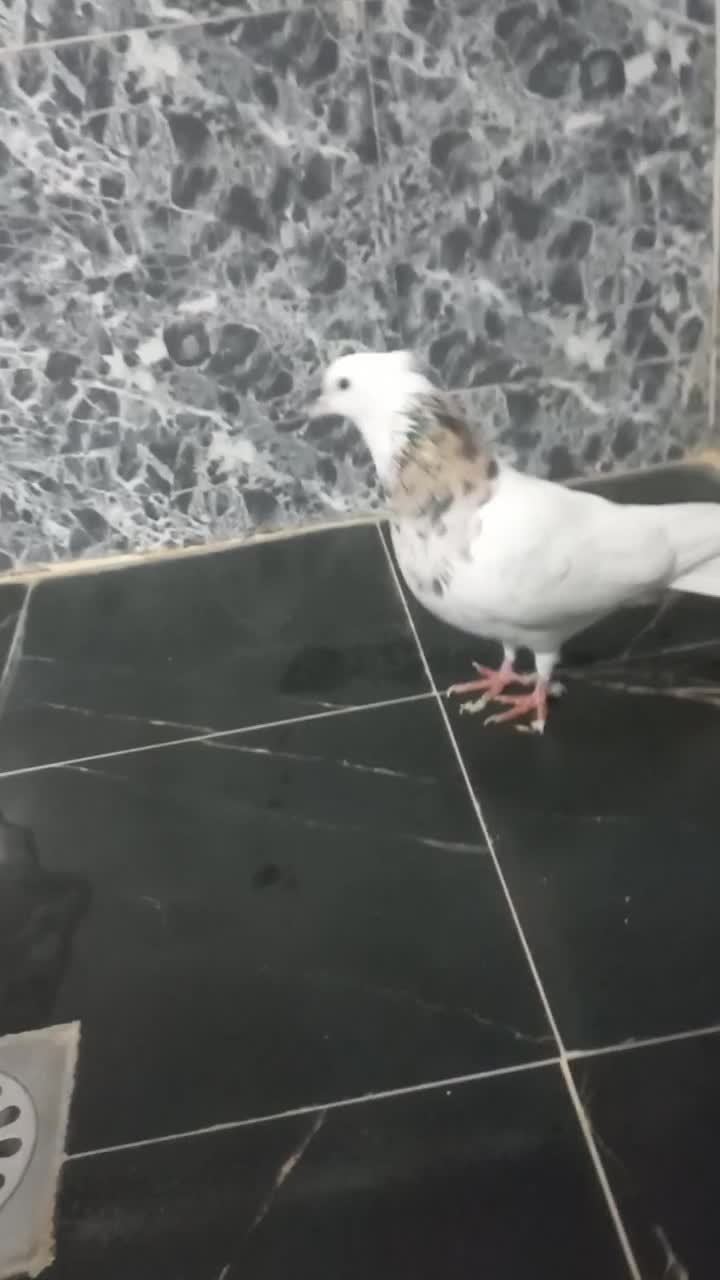 طوقی هفت رنگ|پرنده|مسجد سلیمان, |دیوار